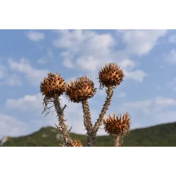 Organic Milk Thistle 
